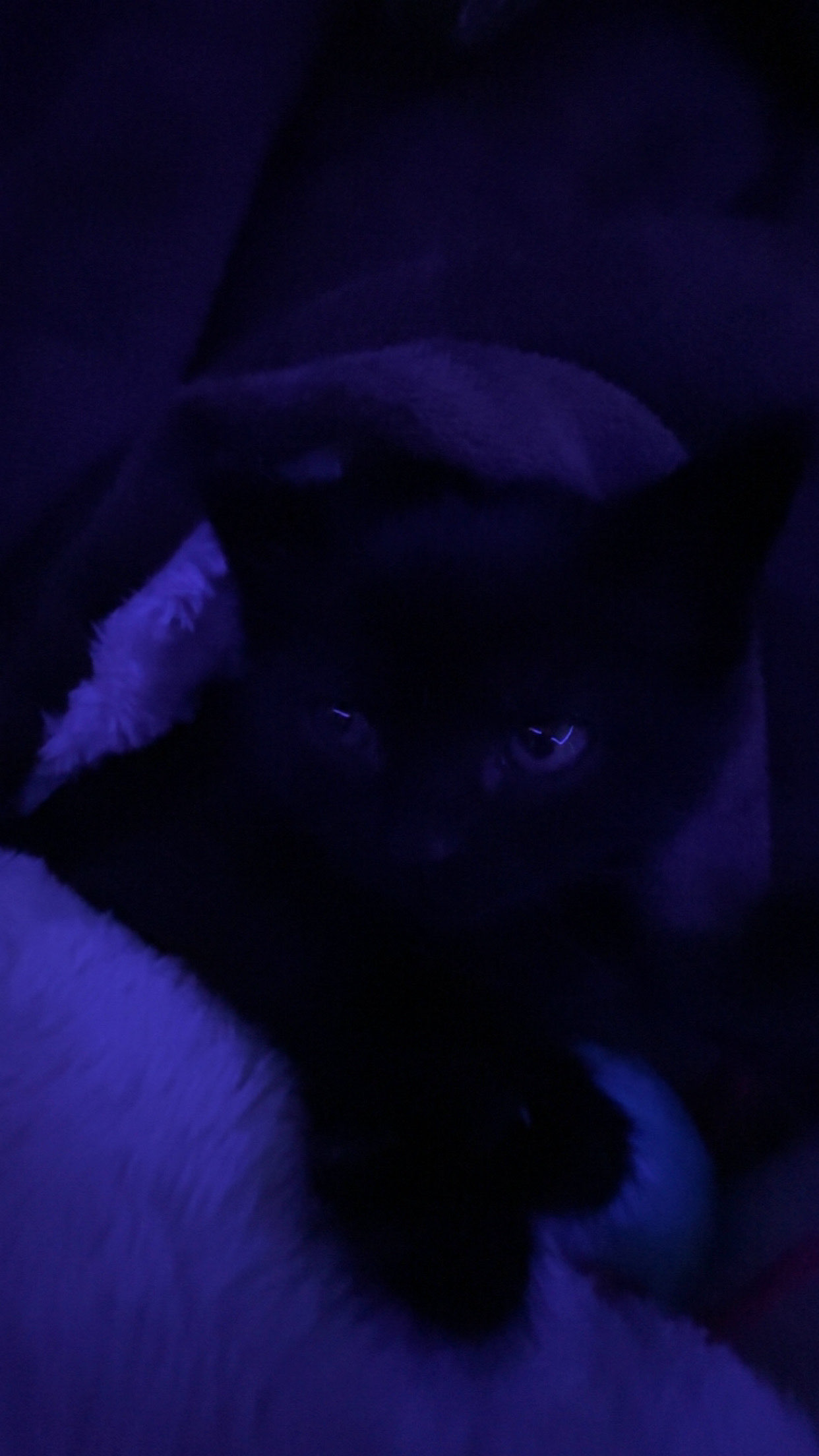 spyder sitting proudly